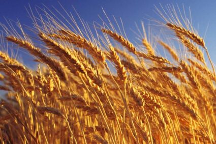 La crisis alimentaria global avanza: precios internacionales de alimentos alcanzan máximo en tres años